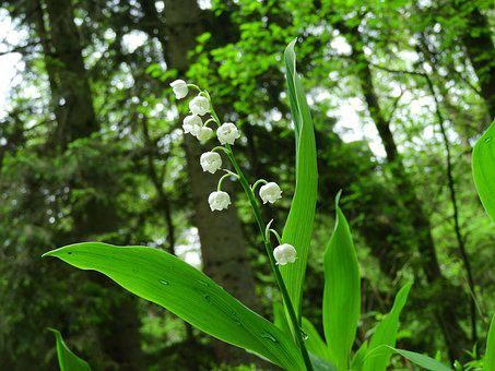 lily-of-the-valley-2327352__340